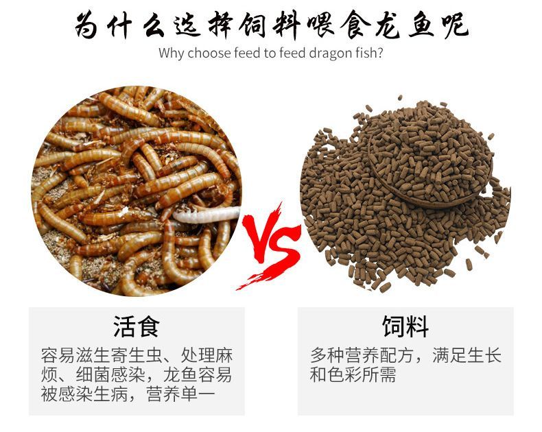 龍魚選擇面包蟲干和干蝦哪個(gè)好