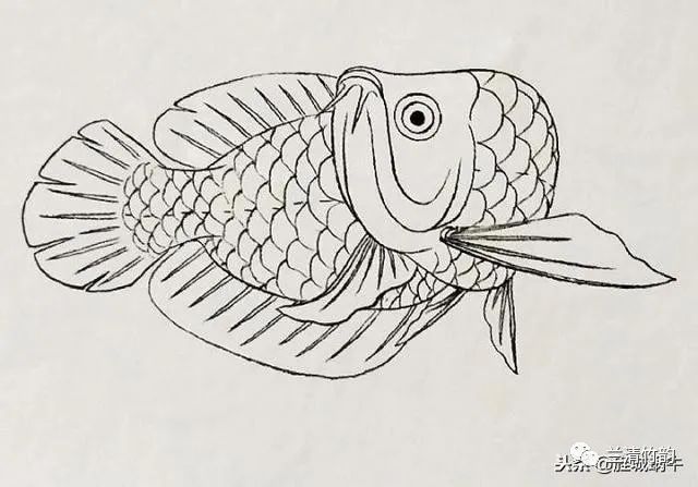 金龍魚(yú)結(jié)構(gòu)圖