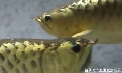 金龍魚生寶寶怎么生 龍魚百科 第2張