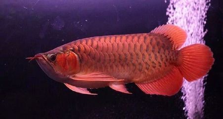 龍魚受驚嚇拒食會(huì)死嗎 龍魚百科 第1張