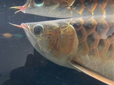 龍魚挑食不吃蝦 龍魚百科