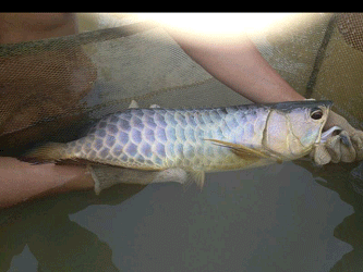 釣紅龍魚 龍魚百科 第3張