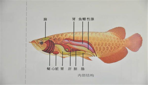 龍魚結(jié)構(gòu)與功能圖解