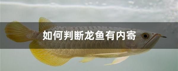 龍魚寄生蟲怎么治療好 龍魚百科