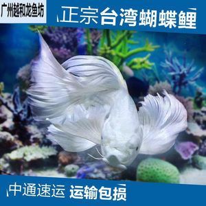 龍魚和蝴蝶鯉混養(yǎng)注意什么