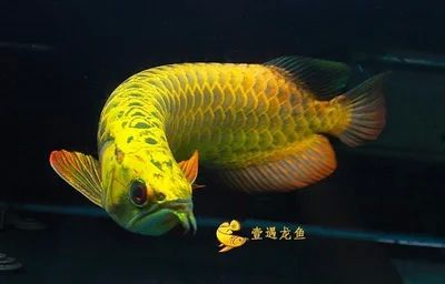 龍魚的品相怎么看圖解