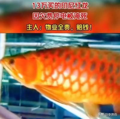 紅龍魚(yú)多長(zhǎng)時(shí)間喂一次最好