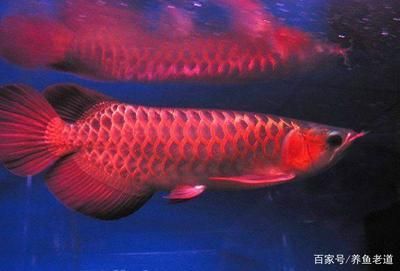 龍魚(yú)好幾個(gè)月不吃東西怎么辦