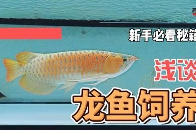 龍魚飼養(yǎng)難度排行