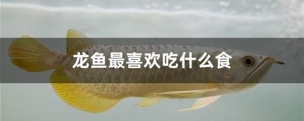 龍魚吃活魚 龍魚百科