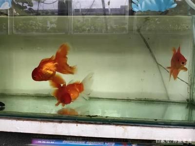 龍魚飼養(yǎng)水溫要求標準是多少度 龍魚百科 第2張