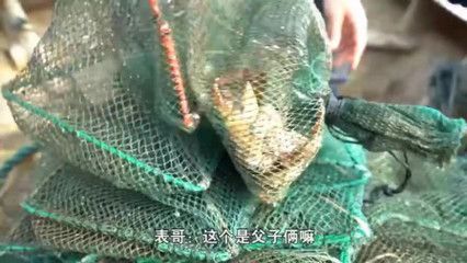 龍魚虎魚打架怎么辦