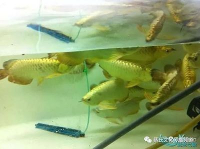 龍魚飼養(yǎng)技術(shù)要點(diǎn)總結(jié)怎么寫好 龍魚百科