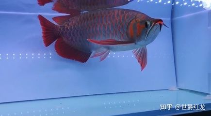 紅龍魚四大品牌