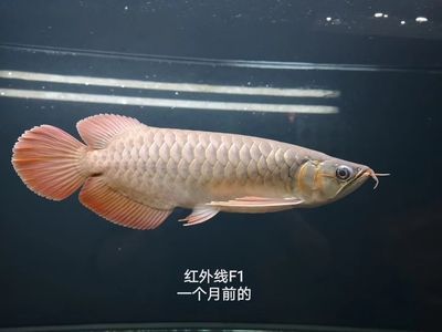 紅龍魚四大品牌