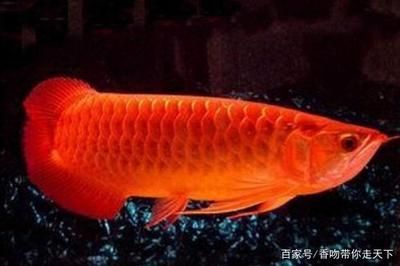 家里養(yǎng)龍魚的風水寓意是什么 龍魚百科 第2張