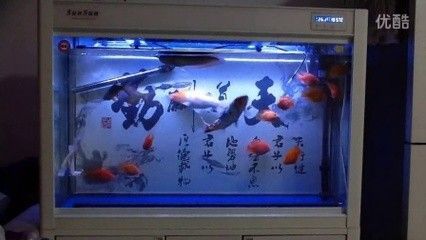 龍魚混養(yǎng)成功幾率