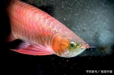 紅龍魚多大 龍魚百科 第3張