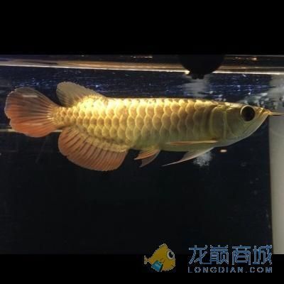 各種金龍魚的價(jià)格對(duì)比圖 龍魚百科