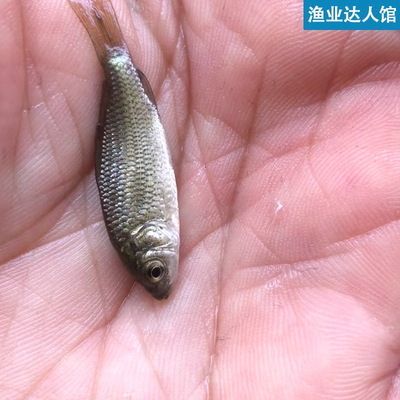 五六厘米的雷龍魚怎么喂食 龍魚百科 第1張