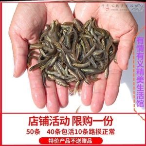 龍魚喂什么便宜好養(yǎng)殖呢