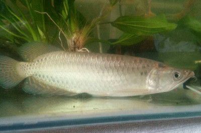 龍魚挪缸后拒食了會死嗎