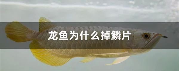 龍魚掉了好多鱗片 龍魚百科 第2張