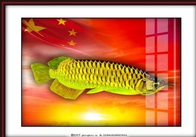 金龍魚什么顏色最值錢 龍魚百科 第3張