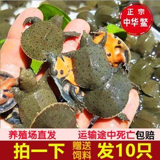 龍魚(yú)可以喂魚(yú)飼料嗎怎么喂好吃 龍魚(yú)百科 第3張