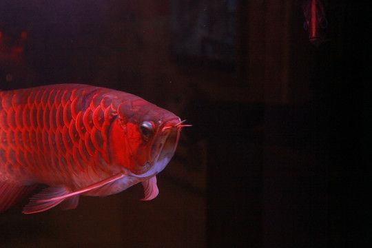 紅龍魚(yú)小夜燈什么顏色的光好 龍魚(yú)百科 第3張