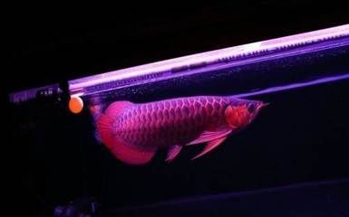 紅龍魚(yú)小夜燈什么顏色的光好 龍魚(yú)百科 第2張