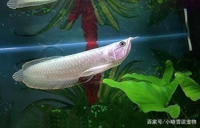 養(yǎng)幾條銀龍魚比較好