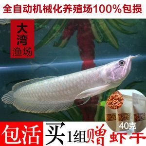 金龍魚魚苗好養(yǎng)嗎