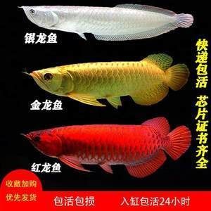 紅龍魚的特點 龍魚百科 第2張