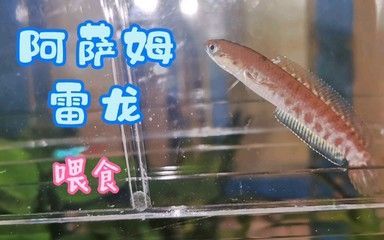 奶茶雷龍吃小魚嗎 龍魚百科 第3張