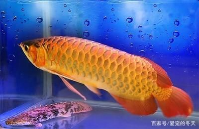 金龍魚怎么看珠鱗好不好