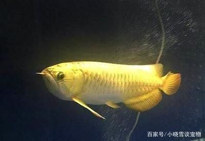 龍魚(yú)經(jīng)常性趴缸什么原因