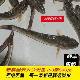 龍魚(yú)可以喂活食嗎為什么不能喂死魚(yú)