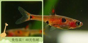 火焰變色龍魚吃什么飼料長得快