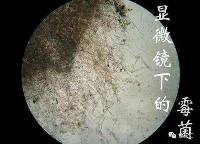 變異的金龍魚(yú)品種有哪些