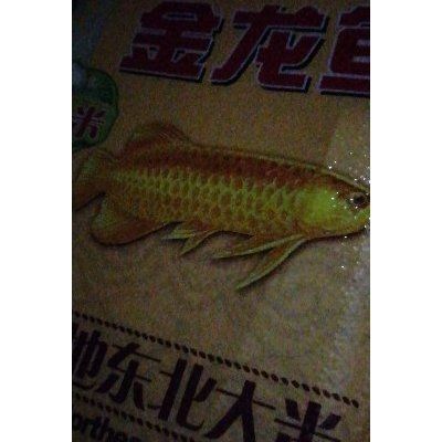 金龍魚三天不喂可以嗎 龍魚百科 第1張