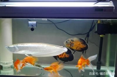 養(yǎng)龍魚的水溫多少度合適呢