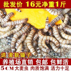 金龍魚養(yǎng)殖場 龍魚百科