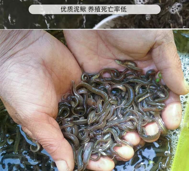 給龍魚吃的泥鰍怎么處理