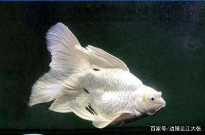 蝴蝶鯉能和龍魚一起養(yǎng)嗎？ 龍魚百科 第1張