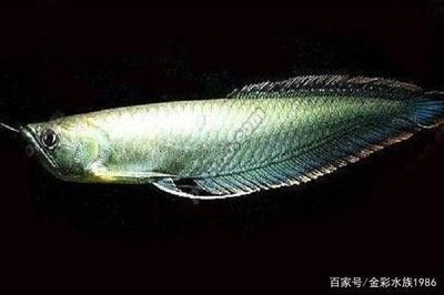 龍魚體長 龍魚百科