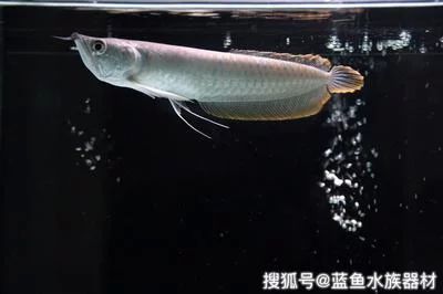 龍魚的作用和功效禁忌