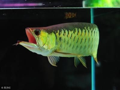 龍魚(yú)幾歲繁殖一次 龍魚(yú)百科 第3張