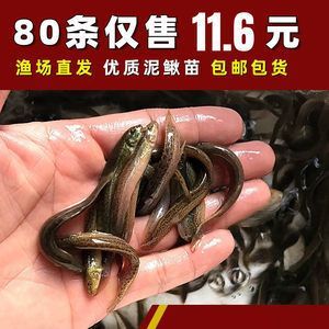 紅龍魚能喂泥鰍嗎怎么喂