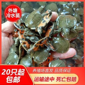 龍魚吃甲魚苗幾天能消化干凈